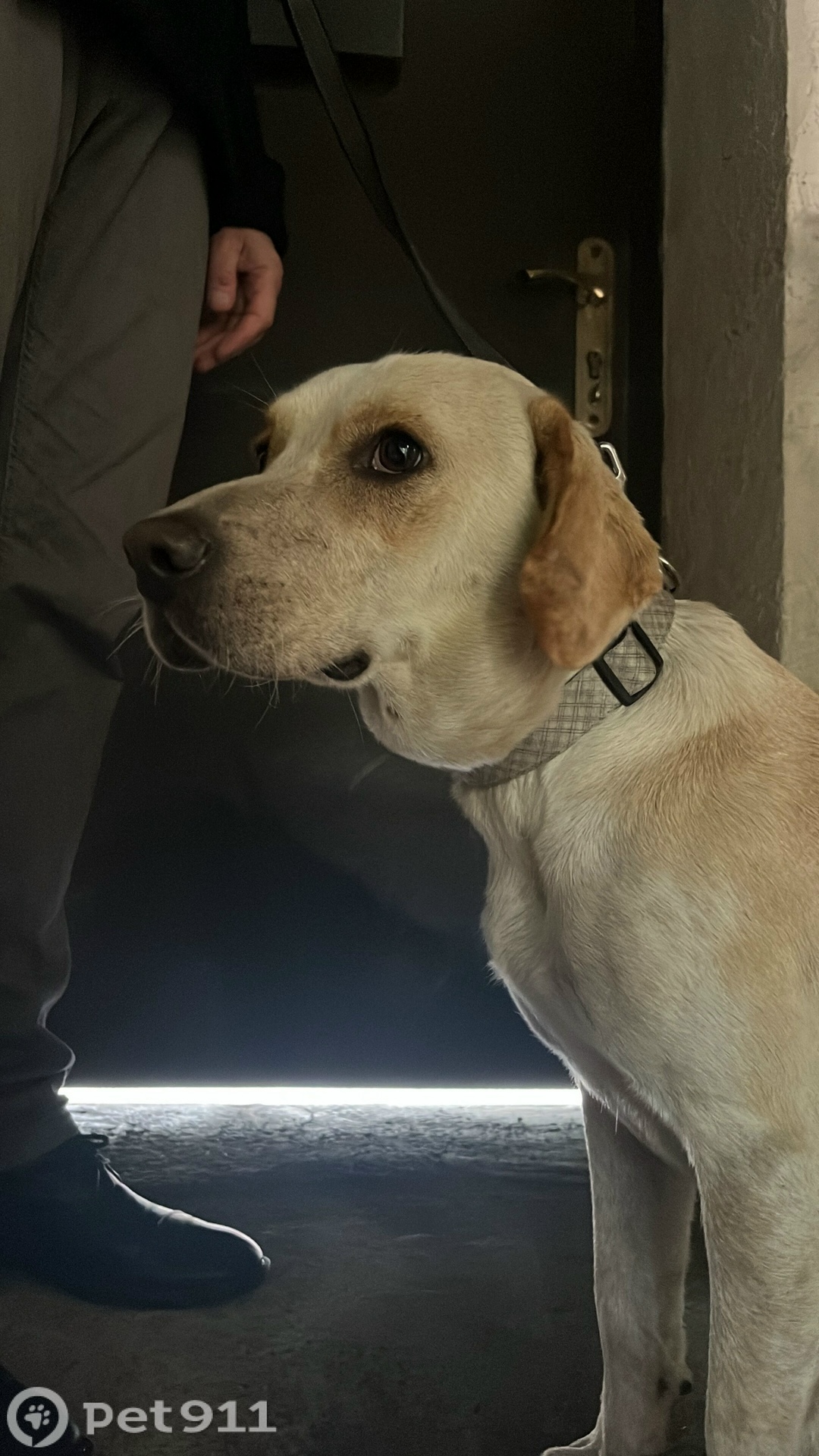 Найдена собака в Ставрополе — фото объявления