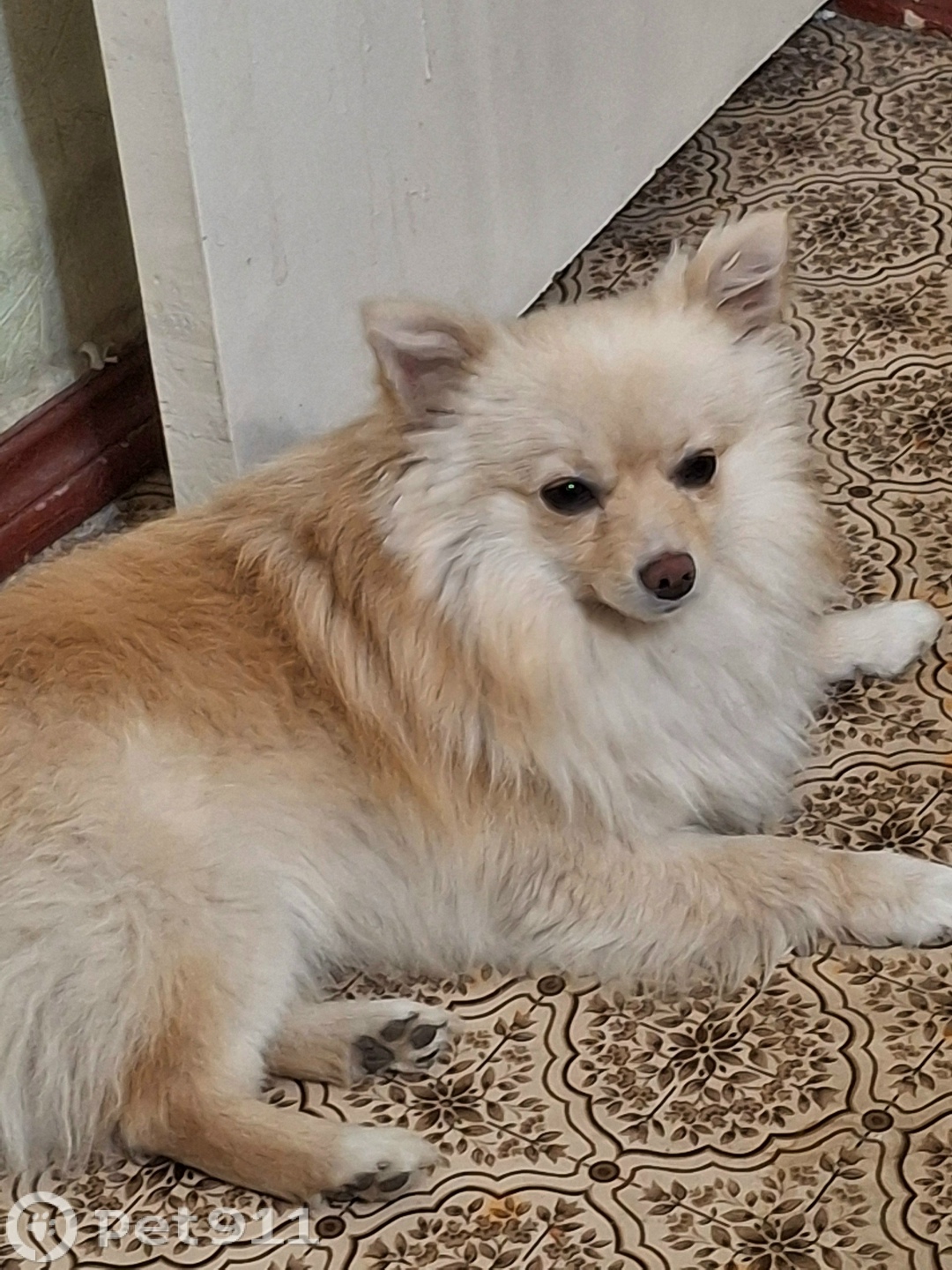 Пропала собака в Ставрополе — фото объявления