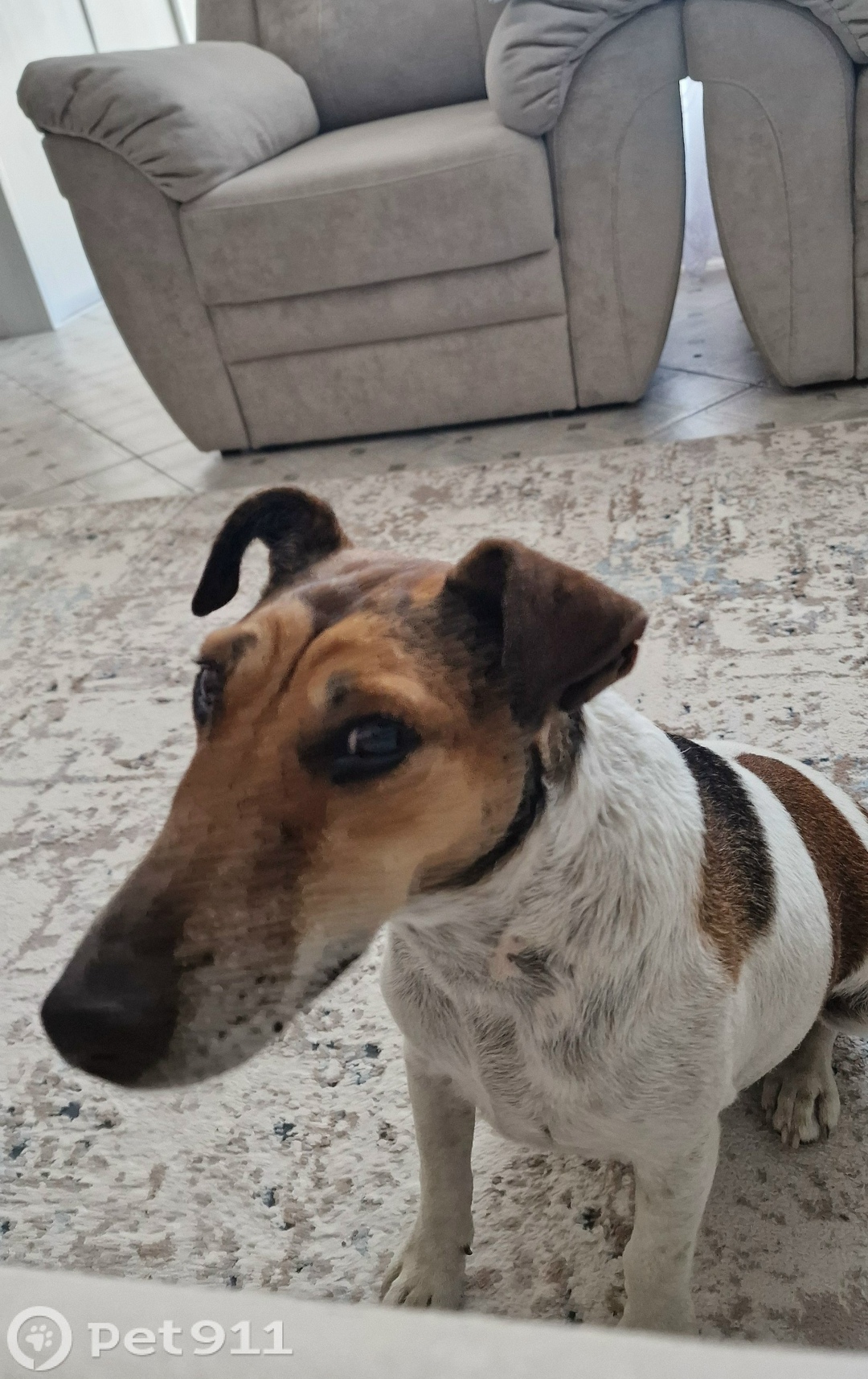 Найдена собака в Ставрополе — фото объявления