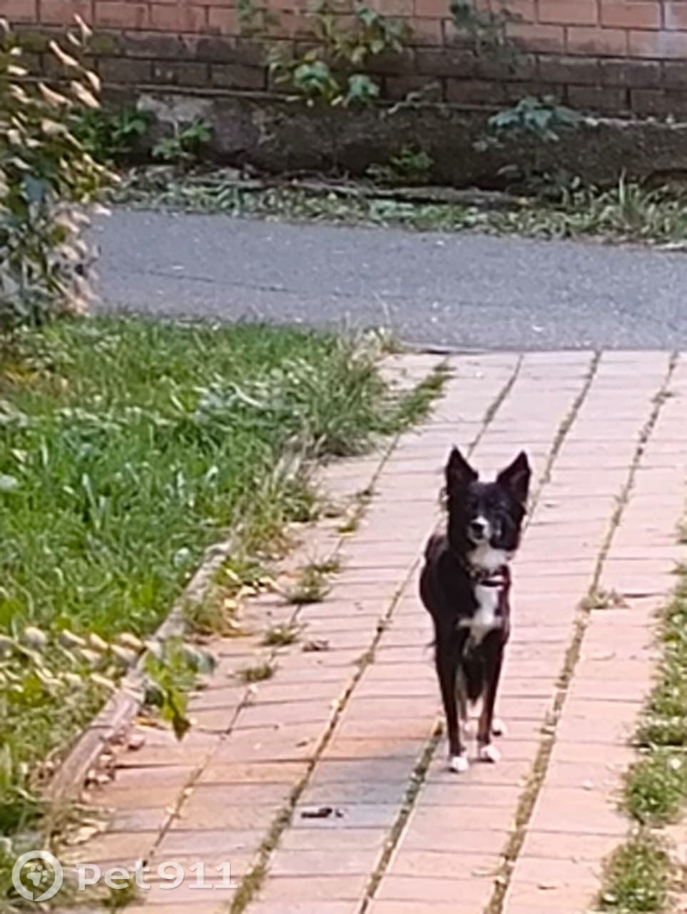 Найдена собака в Ставрополе — фото объявления