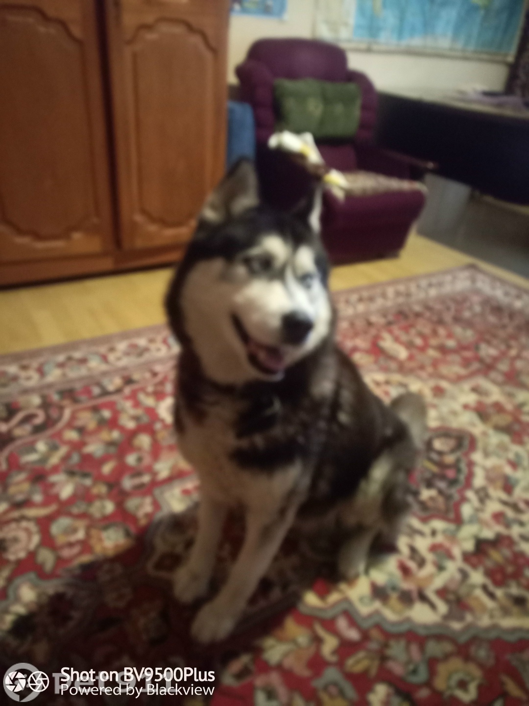 Пропала собака в Ставрополе — фото объявления