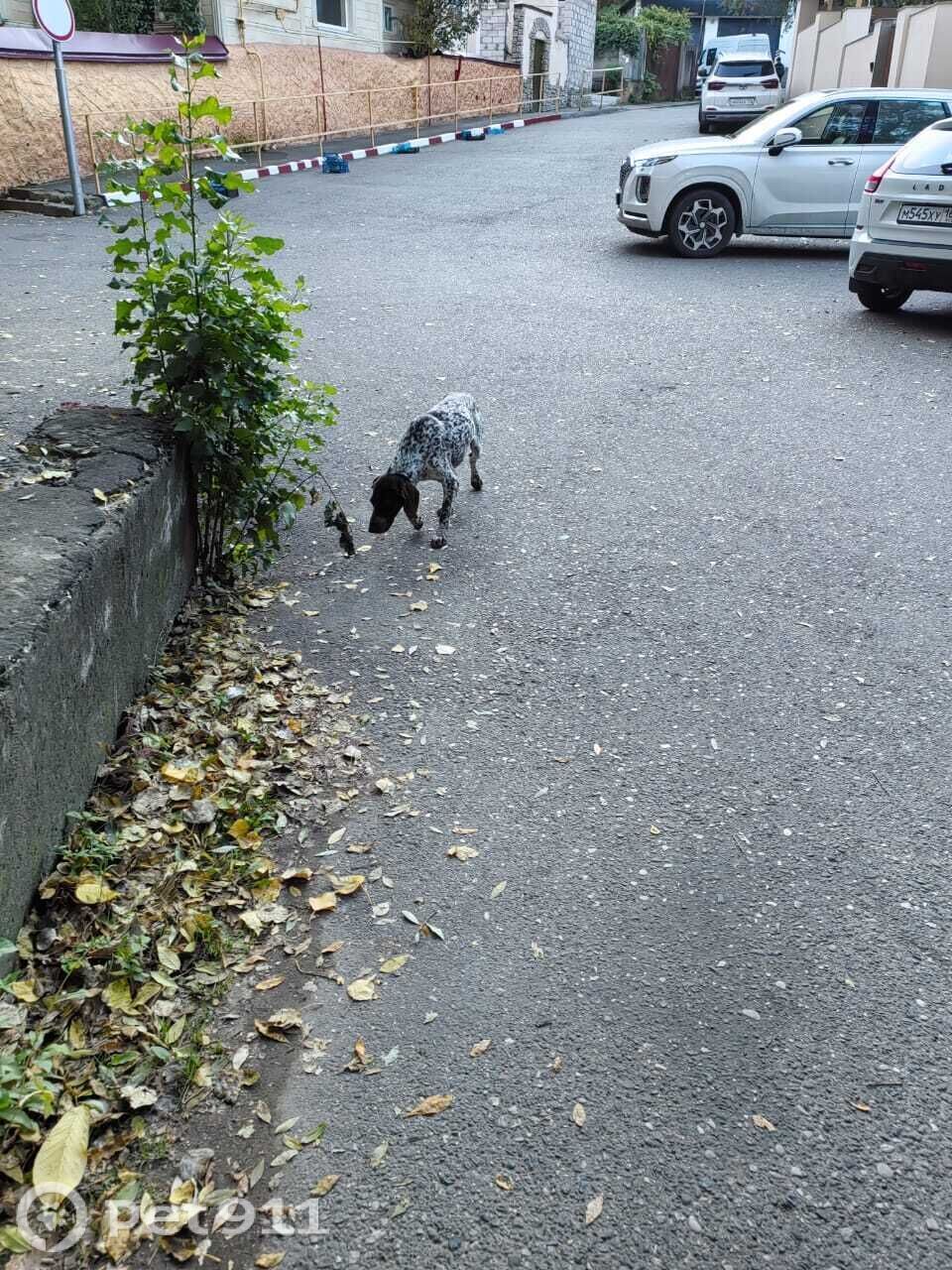 Найдена собака в Ставрополе — фото объявления
