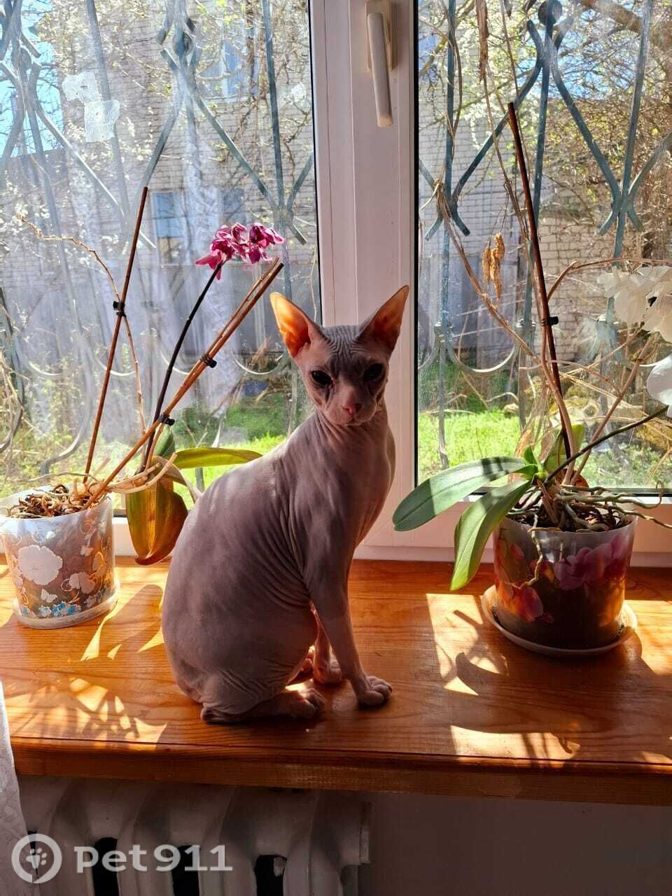 Пропала кошка в Ставрополе — фото объявления