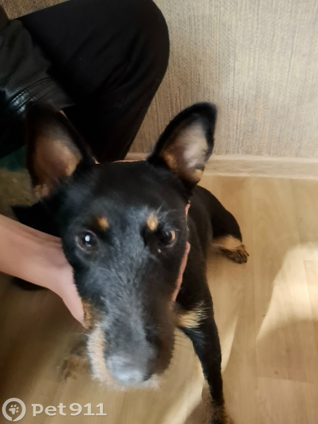 Найдена собака в Ставрополе — фото объявления