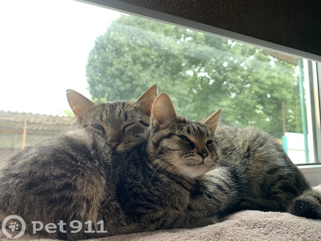 Пропала кошка в Ставрополе — фото объявления