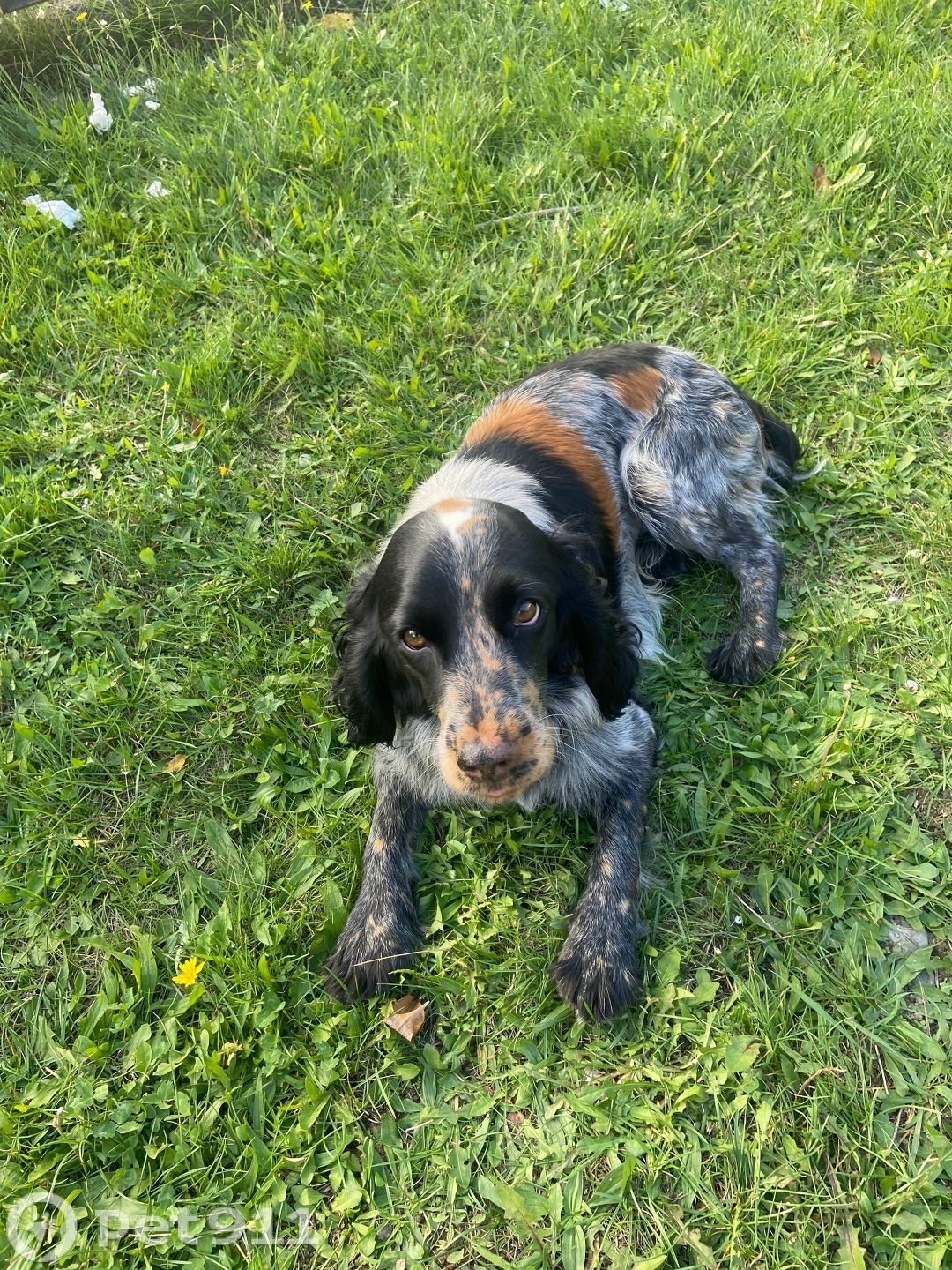 Найдена собака в Ставрополе — фото объявления