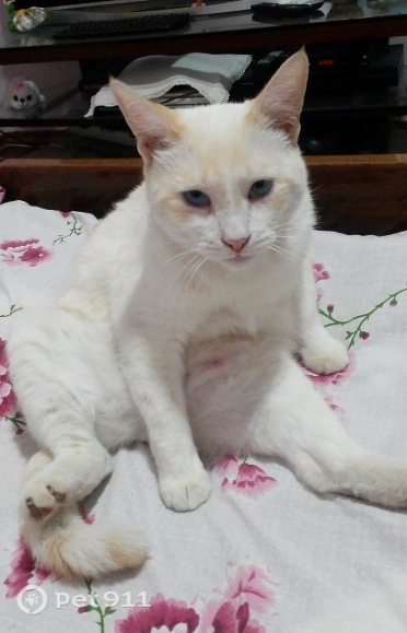 Пропала кошка в Ставрополе — фото объявления