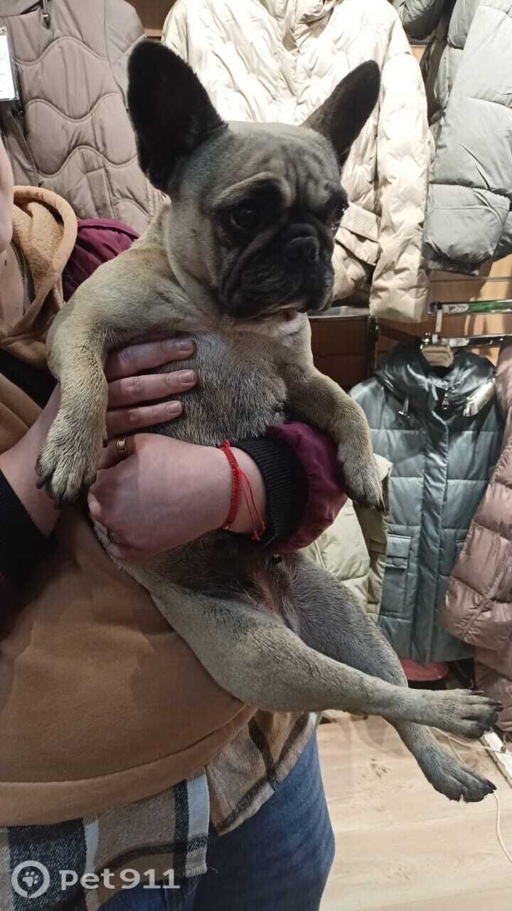 Найдена собака в Ставрополе — фото объявления