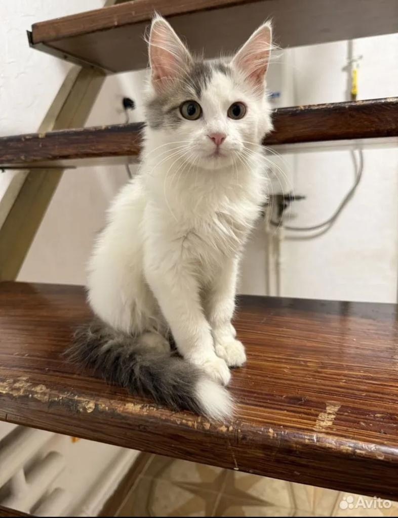 Пропала кошка в Ставрополе — фото объявления
