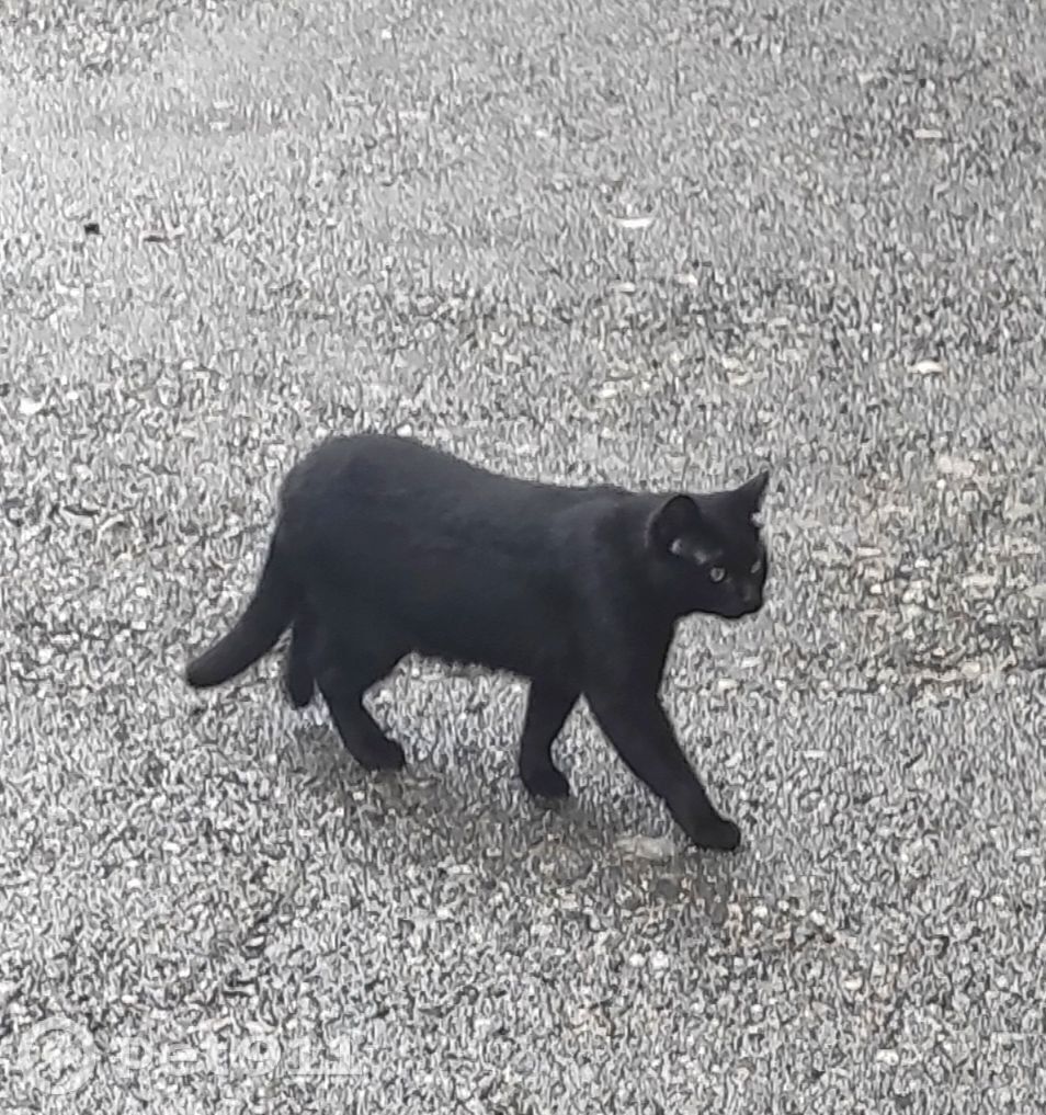 Найдена кошка в Ставрополе — фото объявления