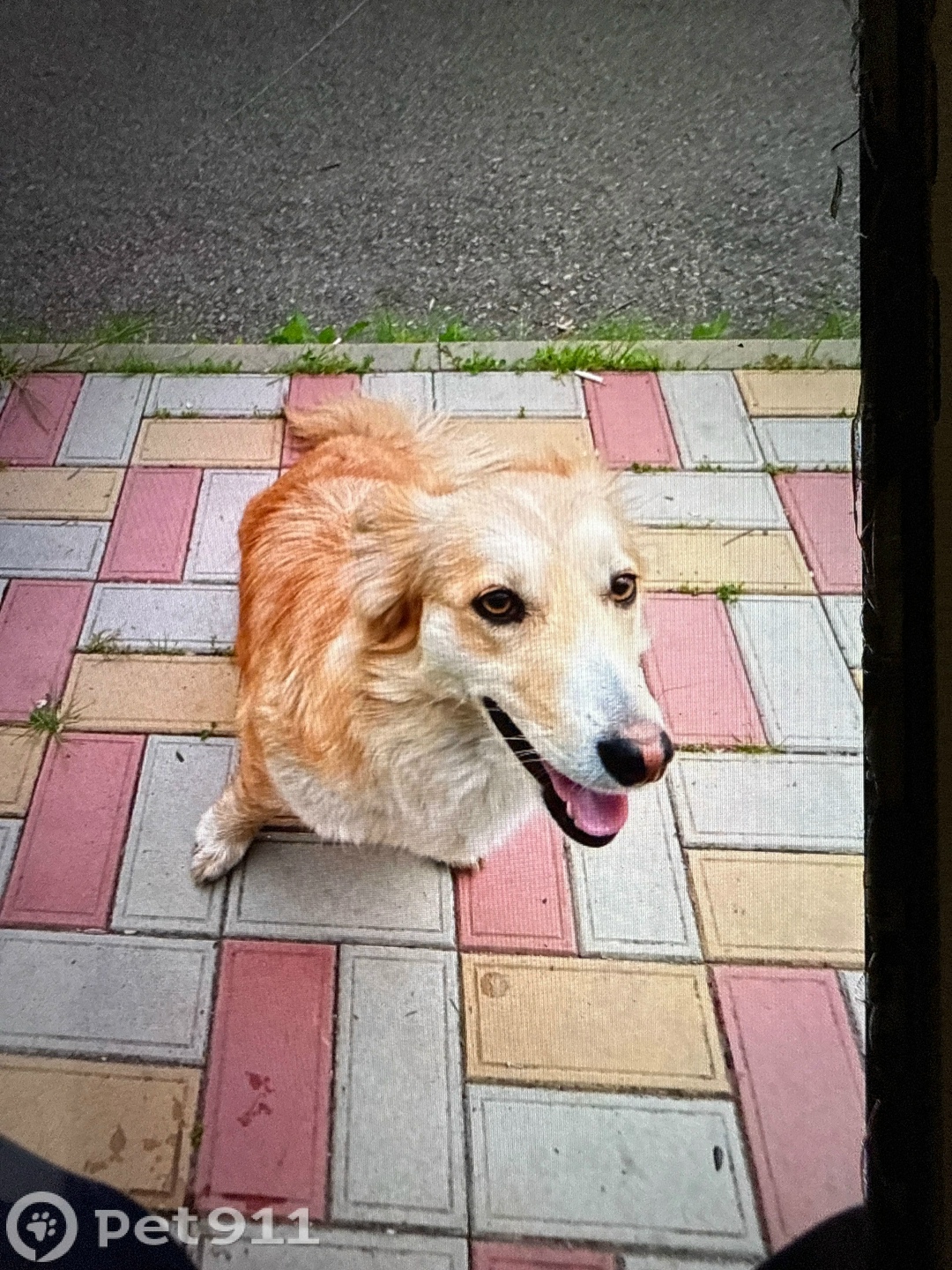 Пропала собака в Ставрополе — фото объявления
