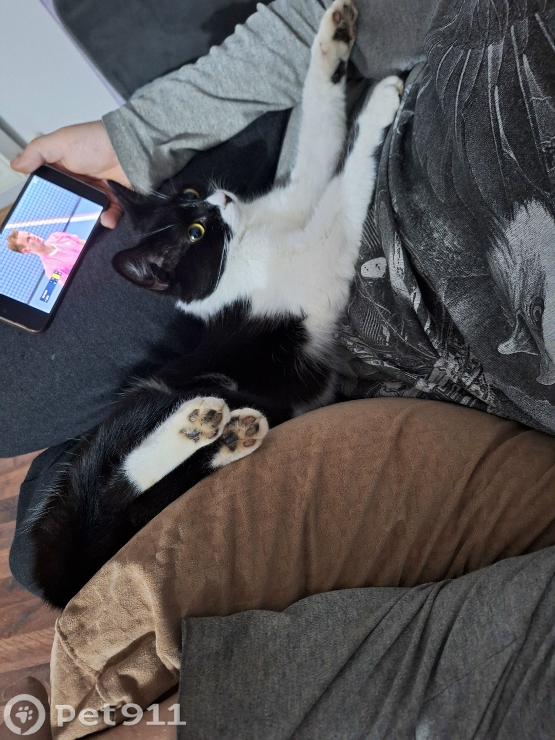 Пропала кошка в Ставрополе — фото объявления