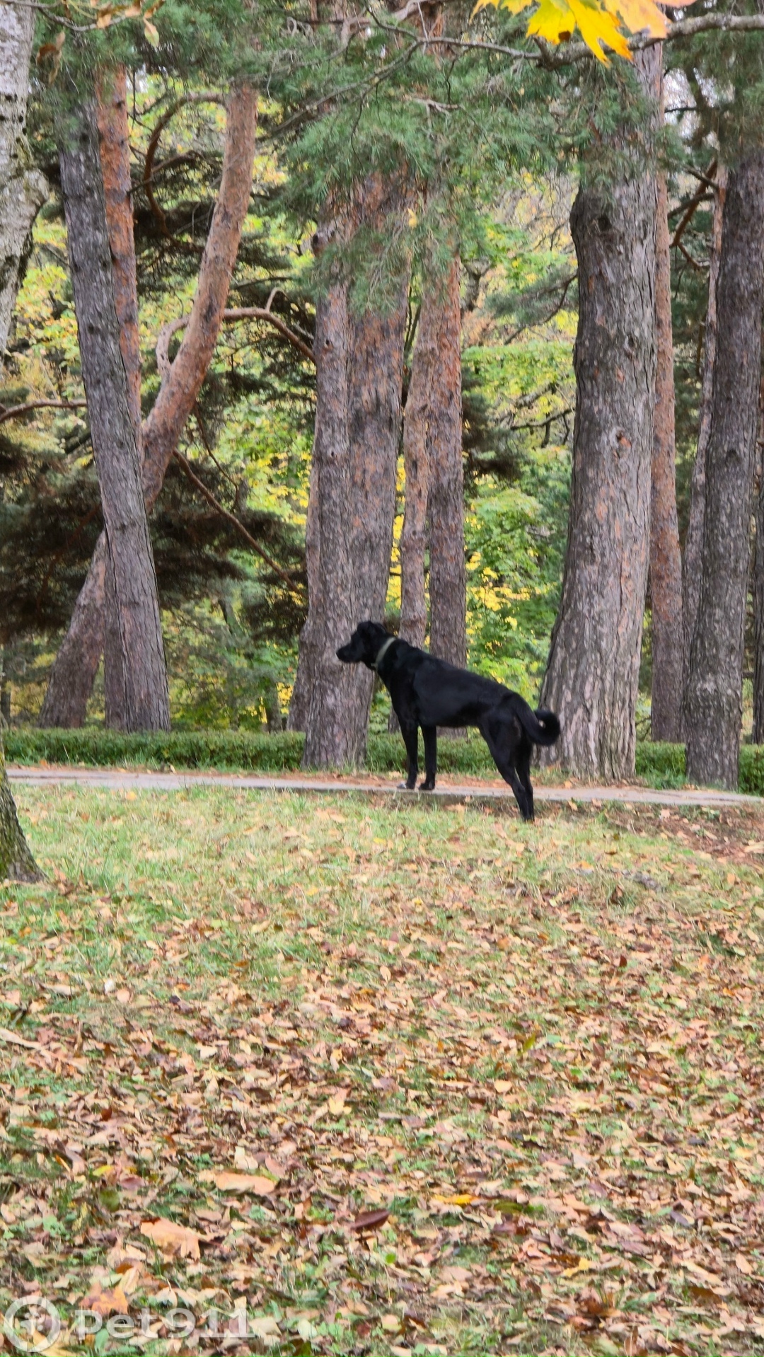 Найдена собака в Ставрополе — фото объявления