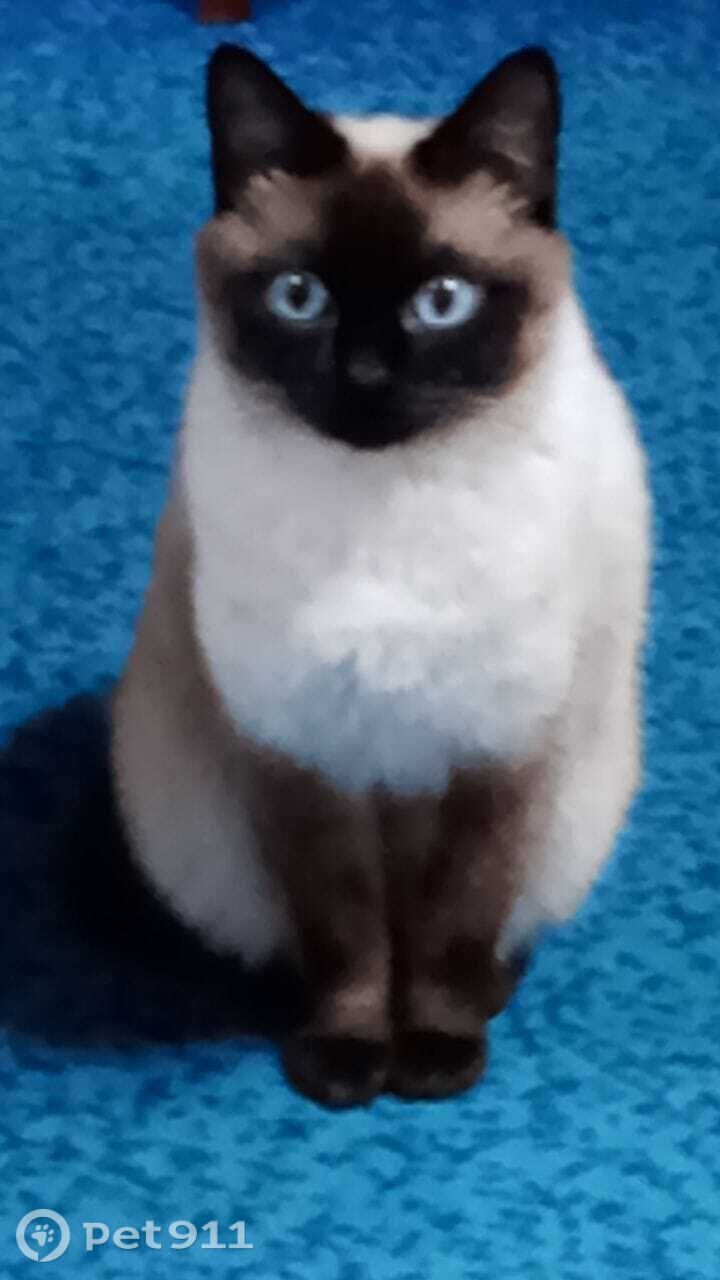 Пропала кошка в Ставрополе — фото объявления