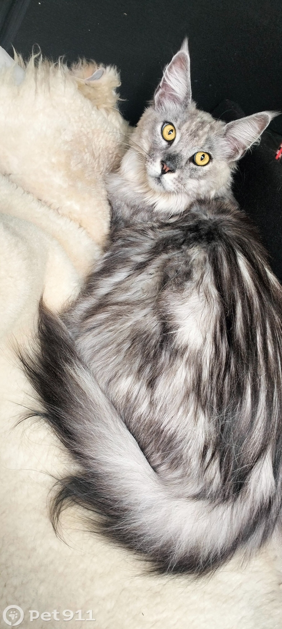 Найдена кошка в Ставрополе — фото объявления