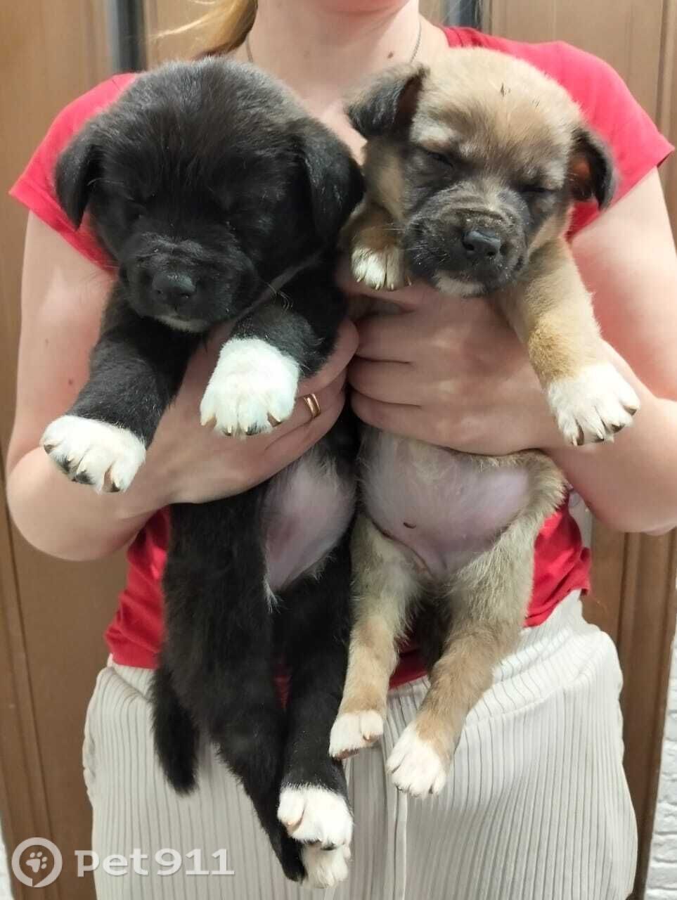 Найдена собака в Ставрополе — фото объявления