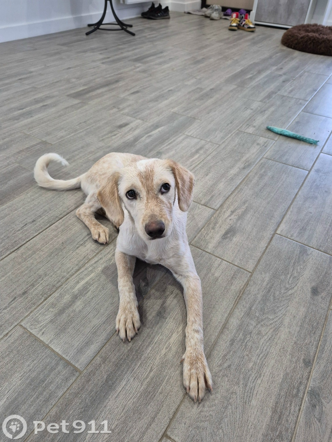 Найдена собака в Ставрополе — фото объявления