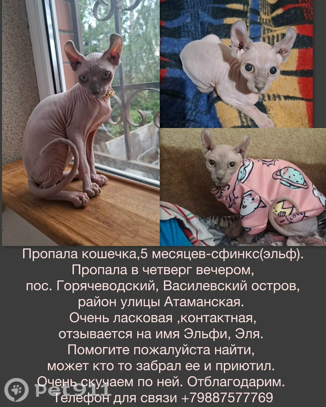 Пропала кошка в Ставрополе — фото объявления