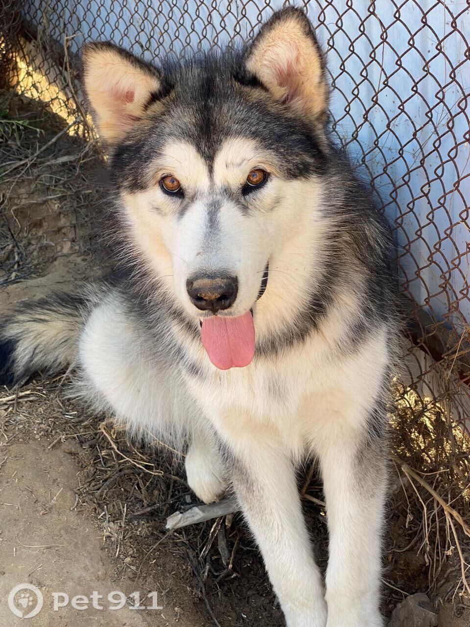 Пропала собака в Ставрополе — фото объявления