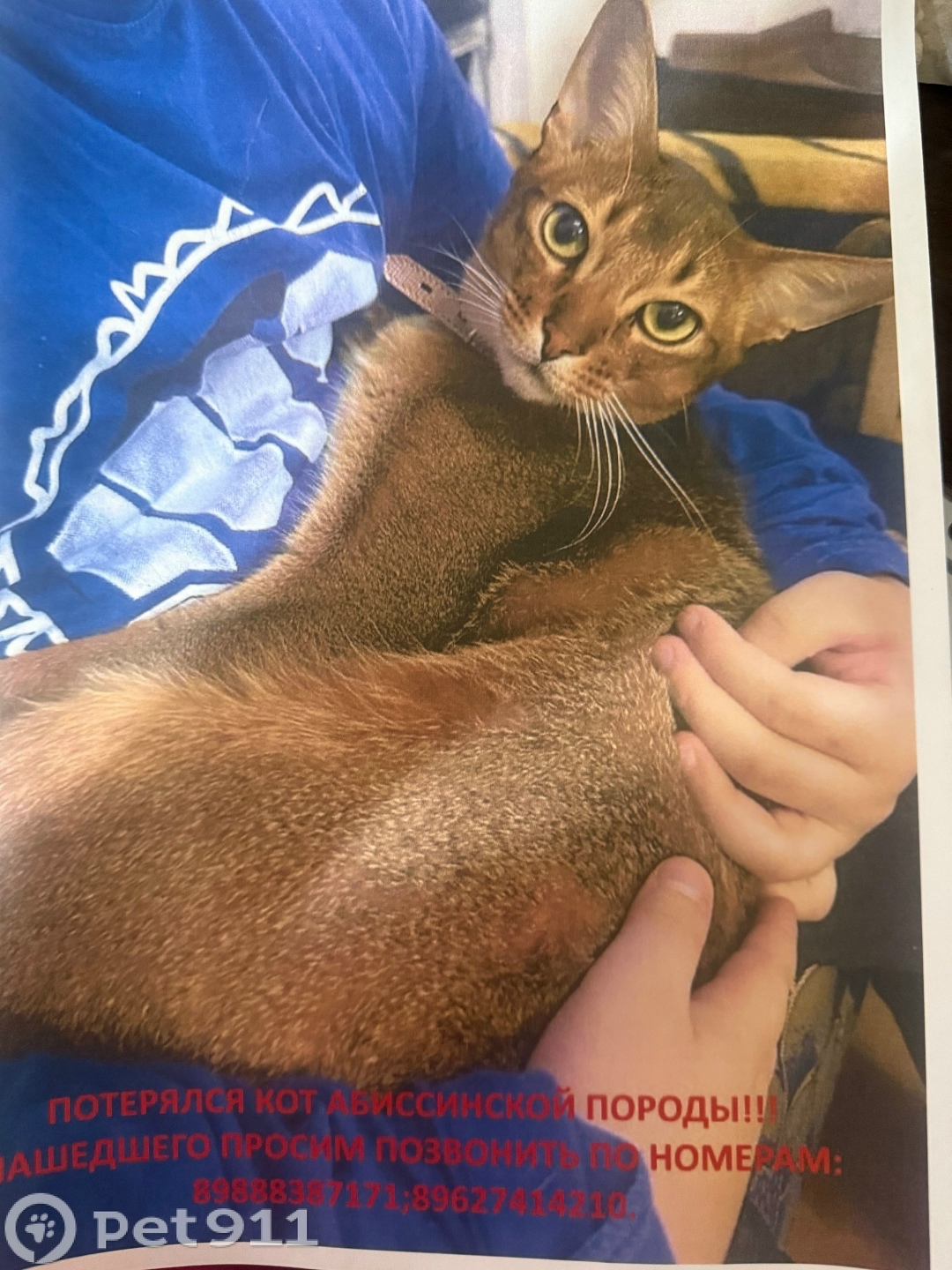 Пропала кошка в Ставрополе — фото объявления