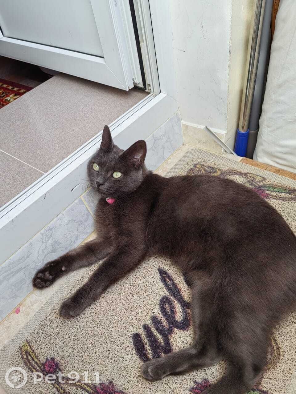 Найдена кошка в Ставрополе — фото объявления