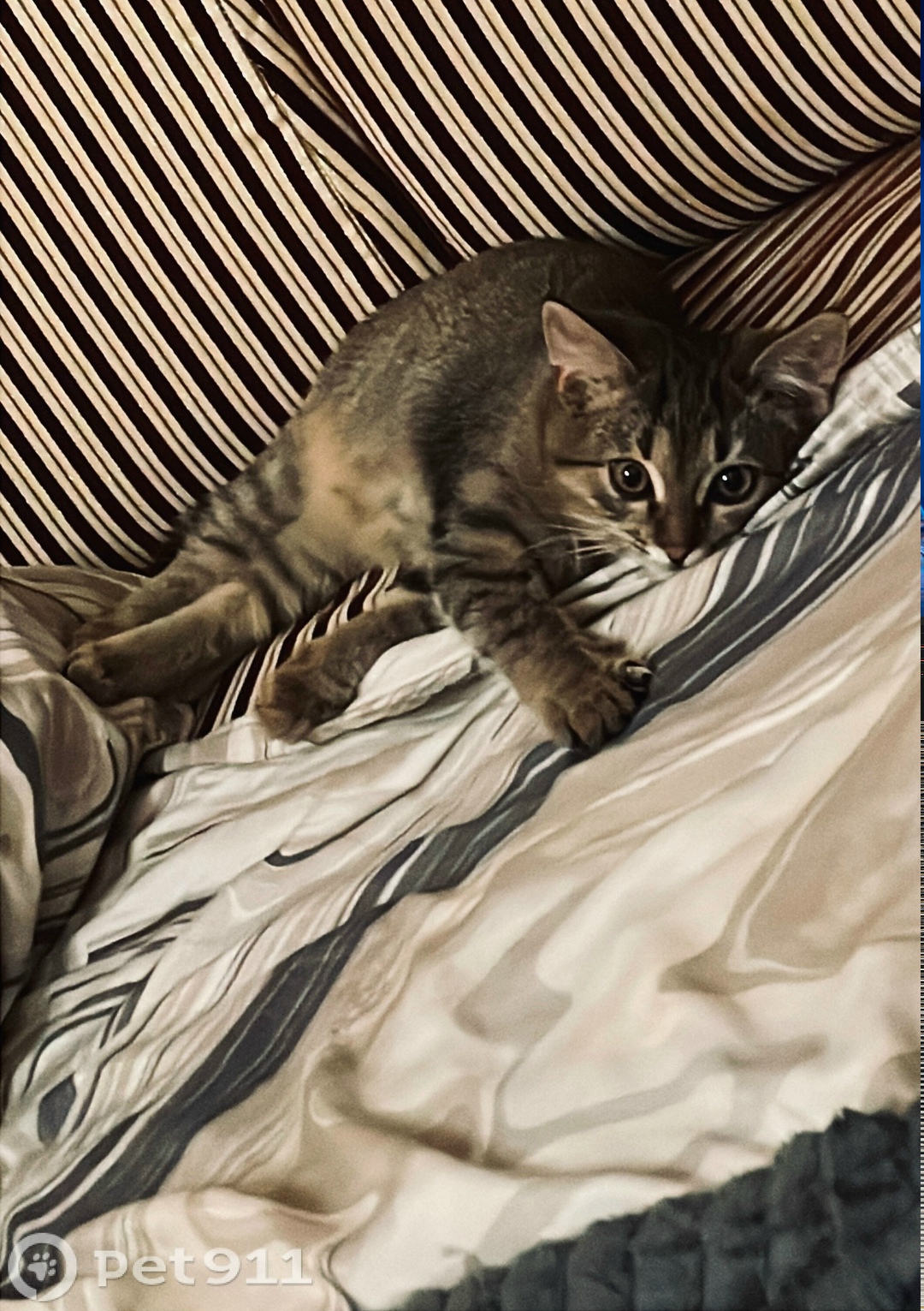 Найдена кошка в Ставрополе — фото объявления