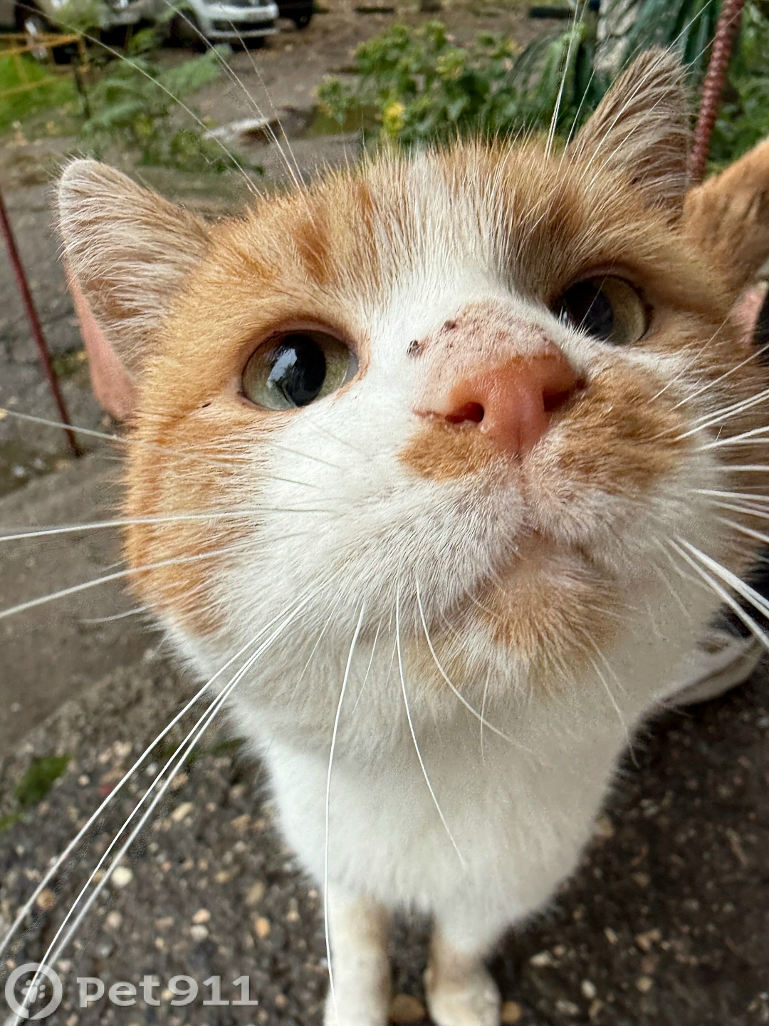 Найдена кошка в Ставрополе — фото объявления
