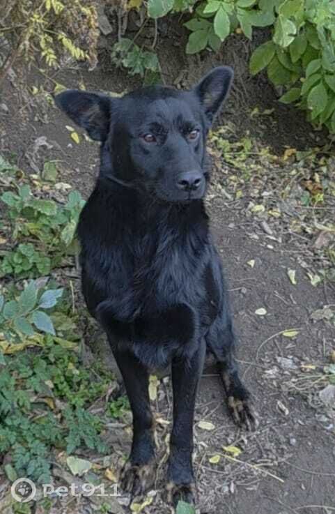 Пропала собака в Ставрополе — фото объявления