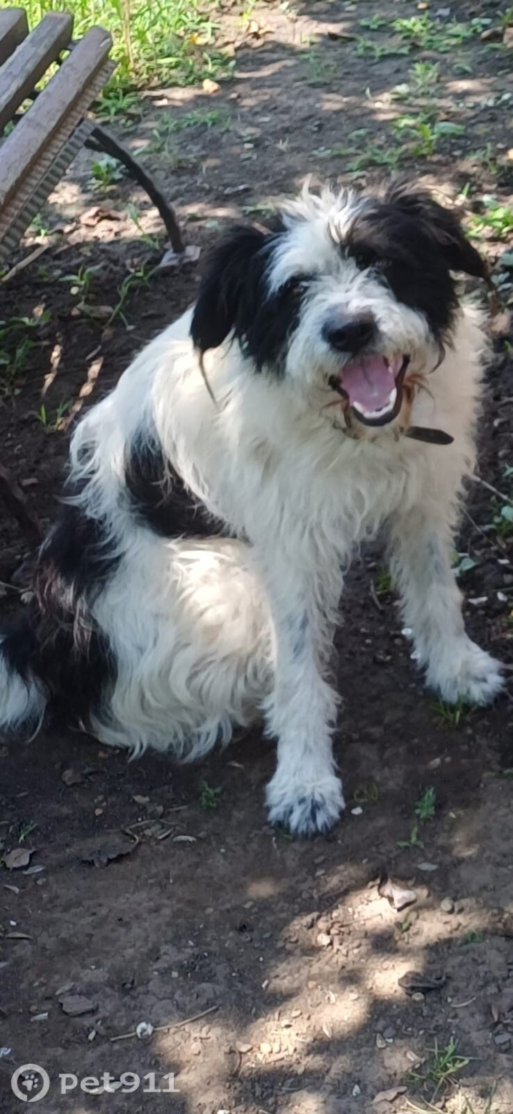 Пропала собака в Ставрополе — фото объявления