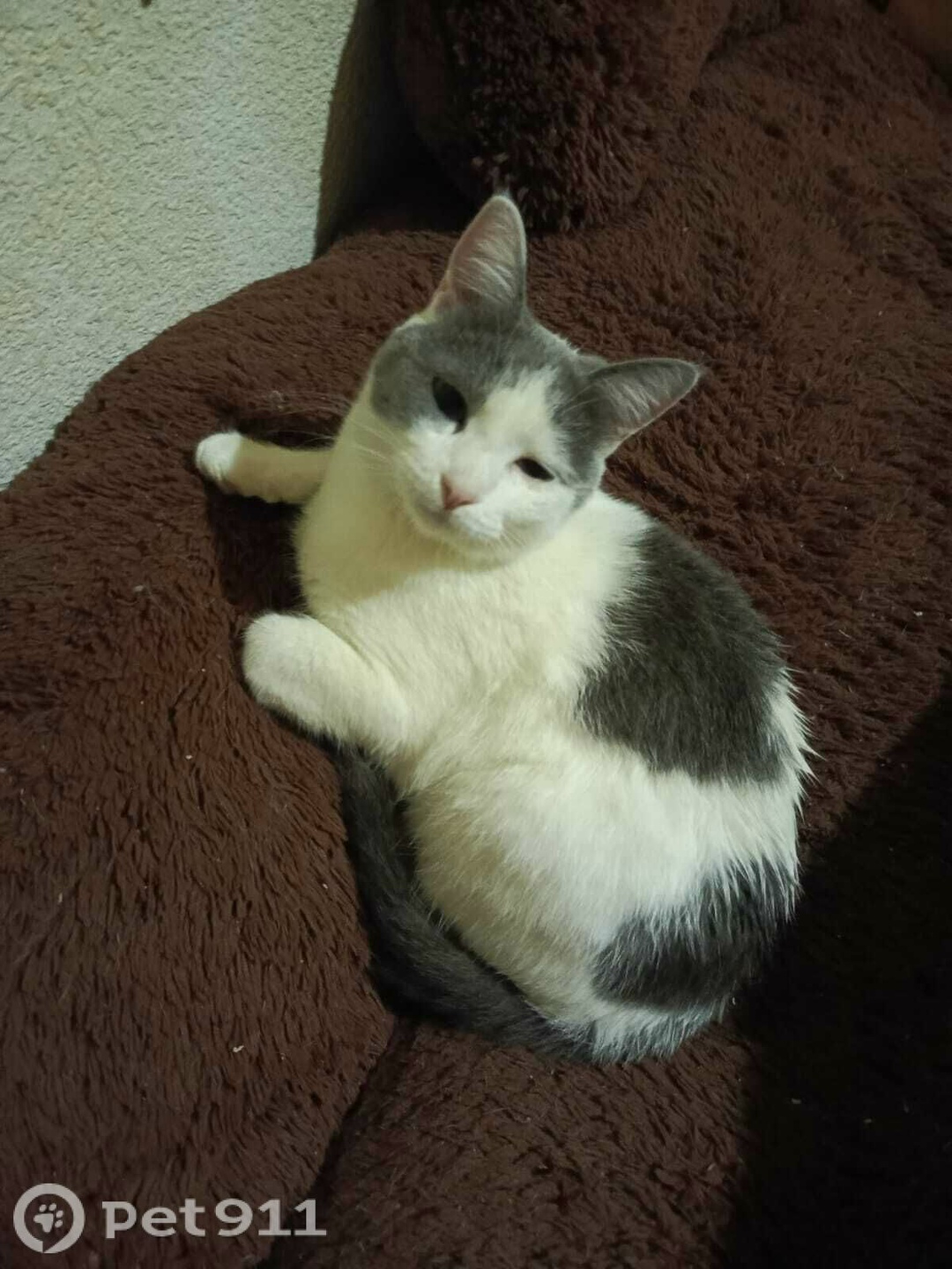 Пропала кошка в Ставрополе — фото объявления