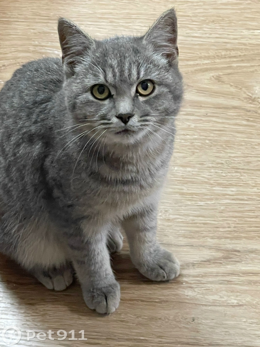 Найдена кошка в Ставрополе — фото объявления