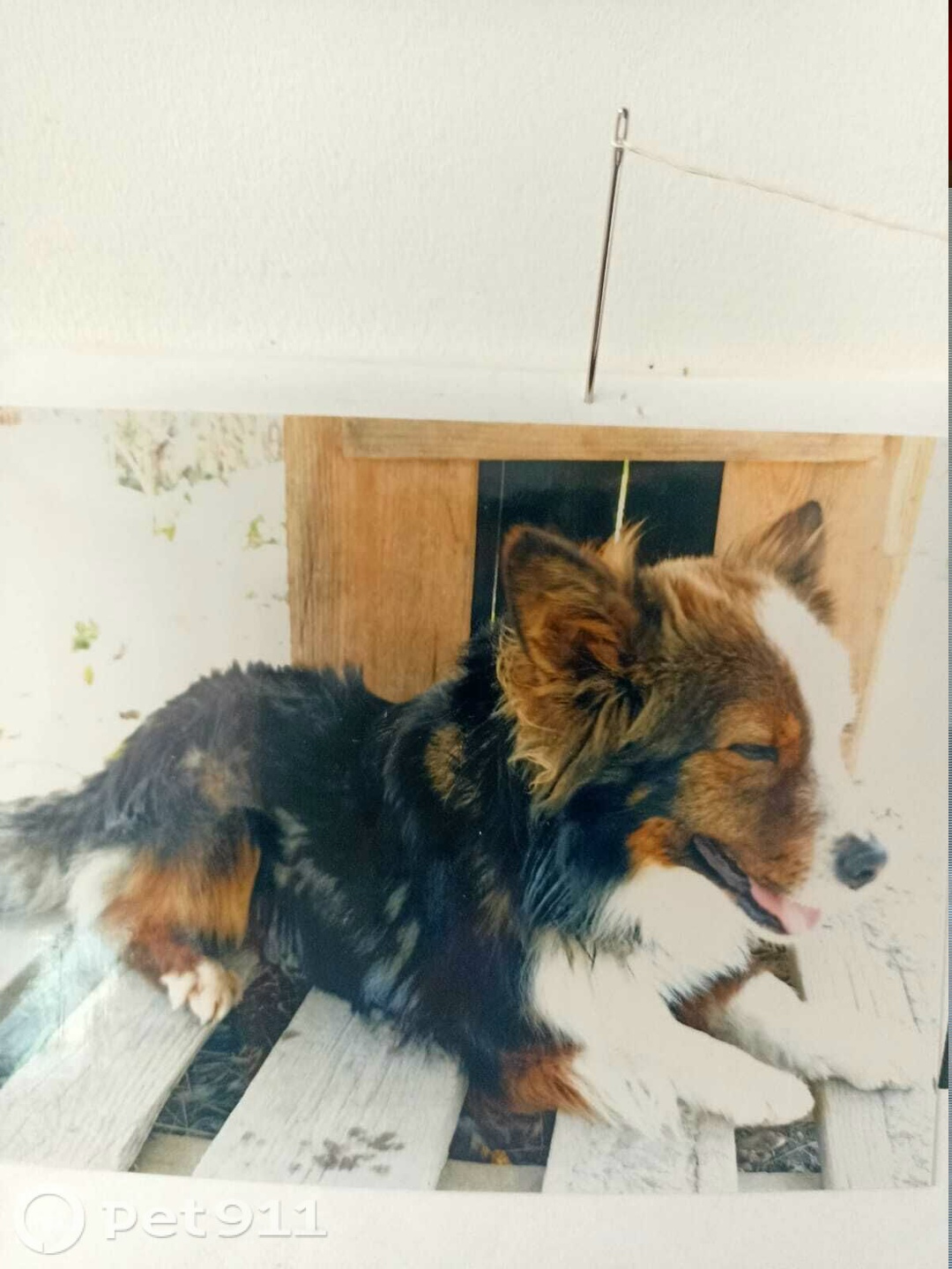 Пропала собака в Ставрополе — фото объявления