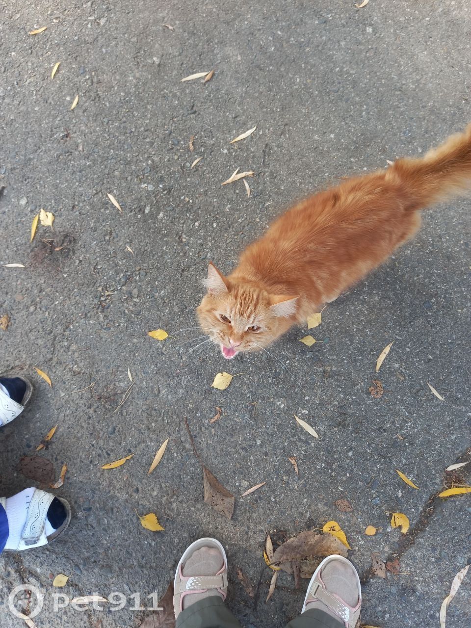 Найдена кошка в Ставрополе — фото объявления