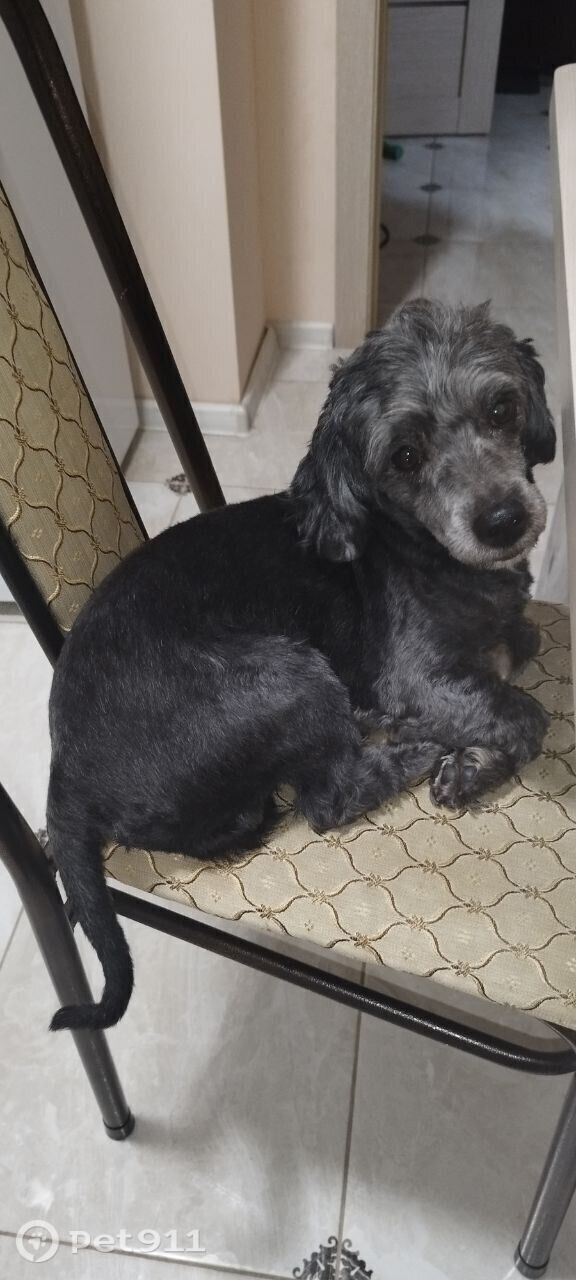 Пропала собака в Ставрополе — фото объявления