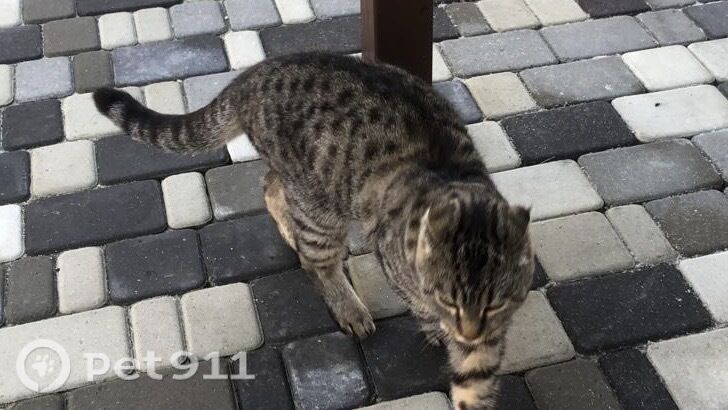 Пропала кошка в Ставрополе — фото объявления