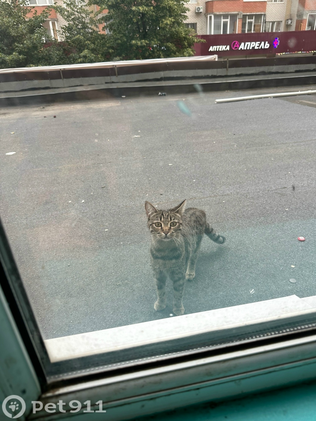 Пропала кошка в Ставрополе — фото объявления