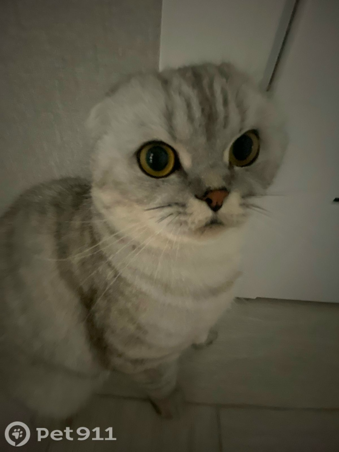 Пропала кошка в Ставрополе — фото объявления