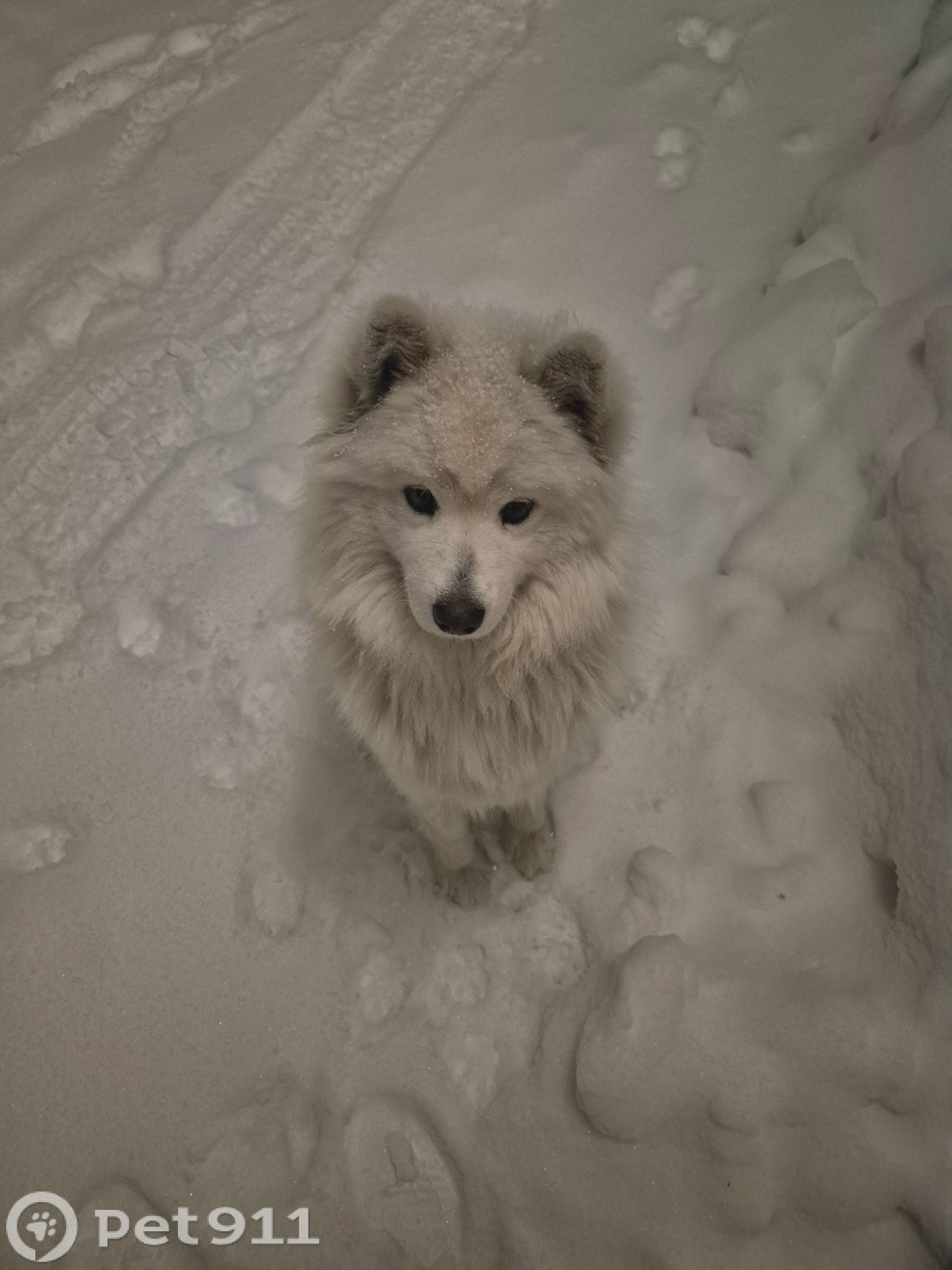 Пропала собака в Ставрополе — фото объявления