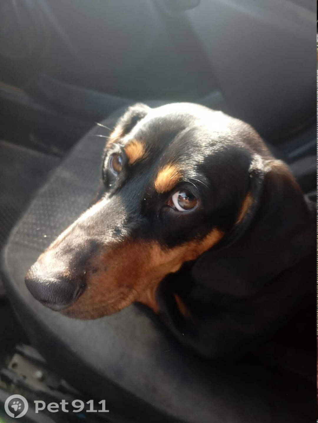 Найдена собака в Ставрополе — фото объявления