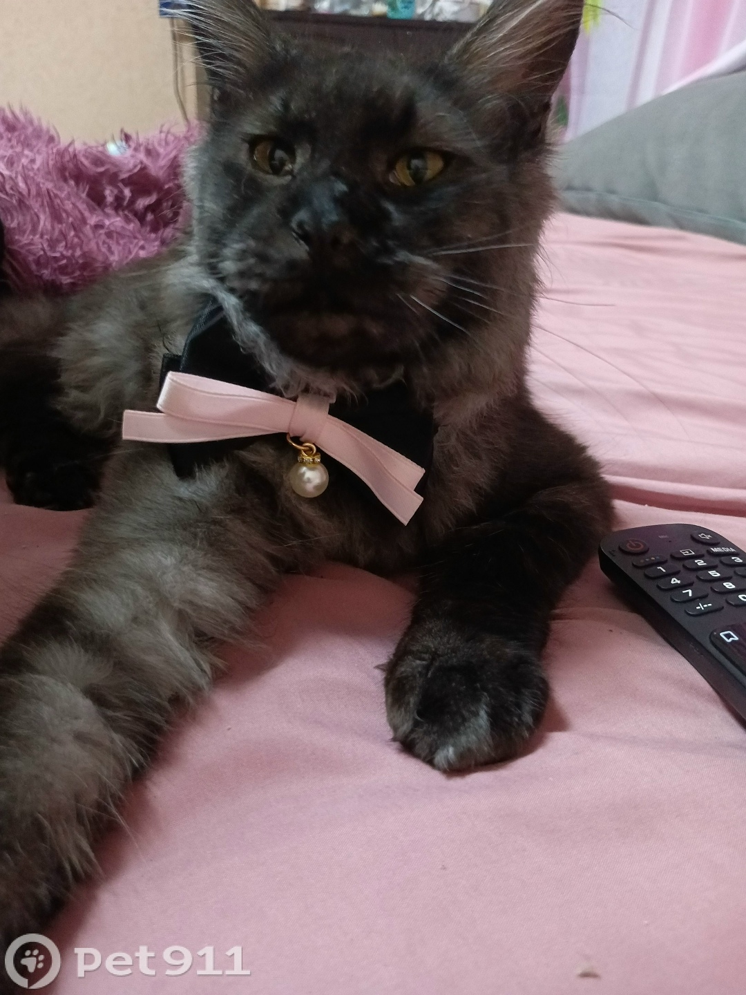 Пропала кошка в Ставрополе — фото объявления