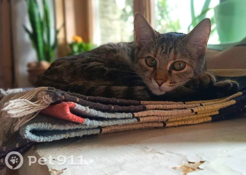 Найдена кошка в Ставрополе — фото объявления