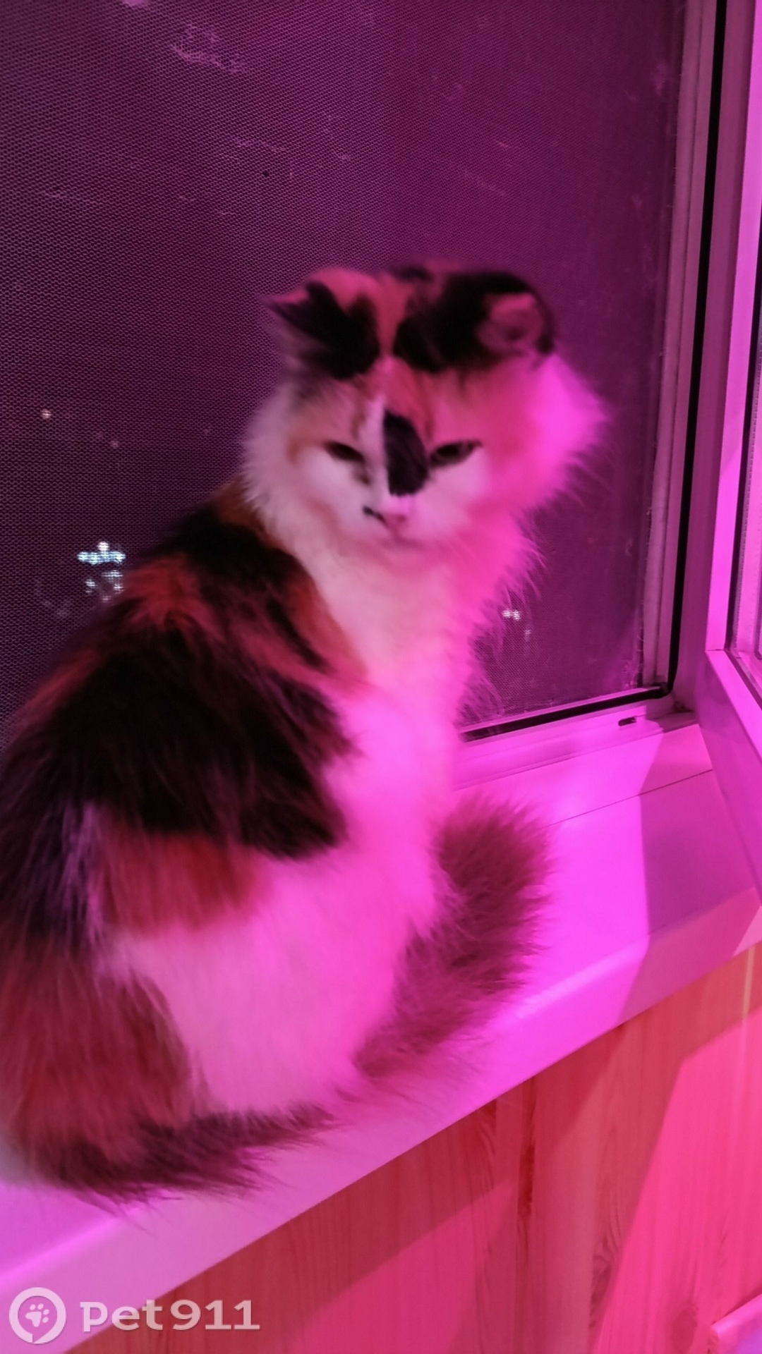 Найдена кошка в Ставрополе — фото объявления