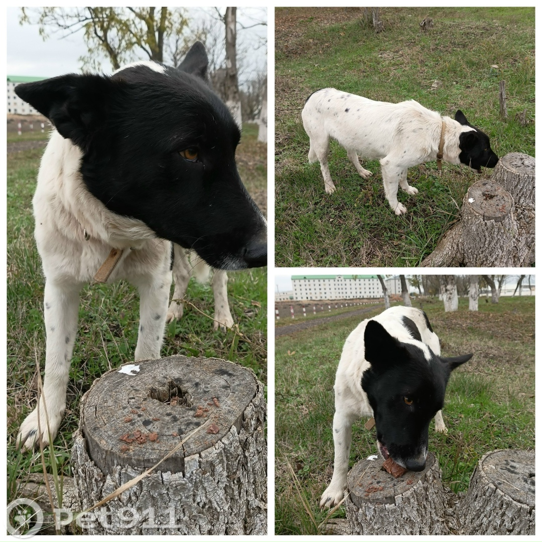 Найдена собака в Ставрополе — фото объявления
