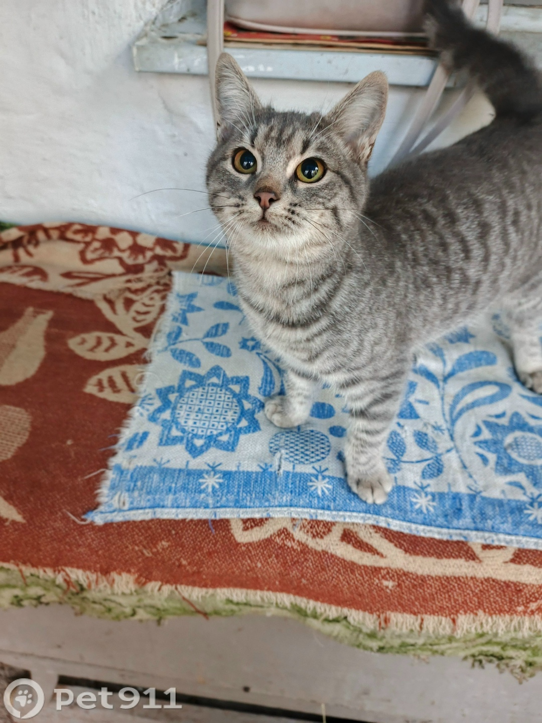 Пропала кошка в Ставрополе — фото объявления