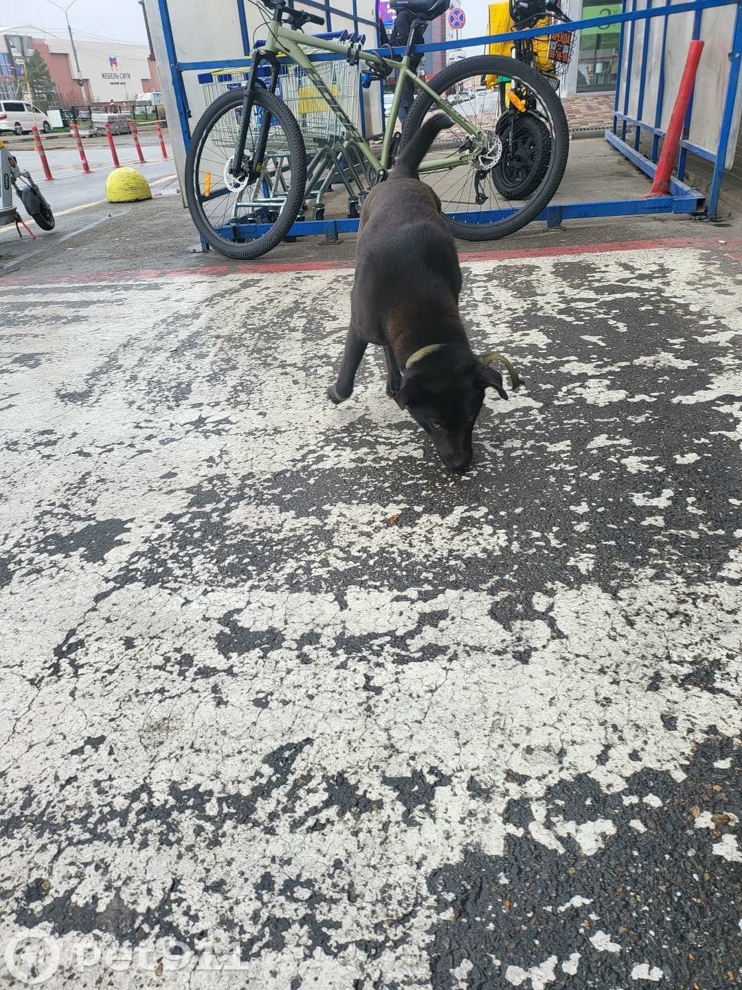 Найдена собака в Ставрополе — фото объявления