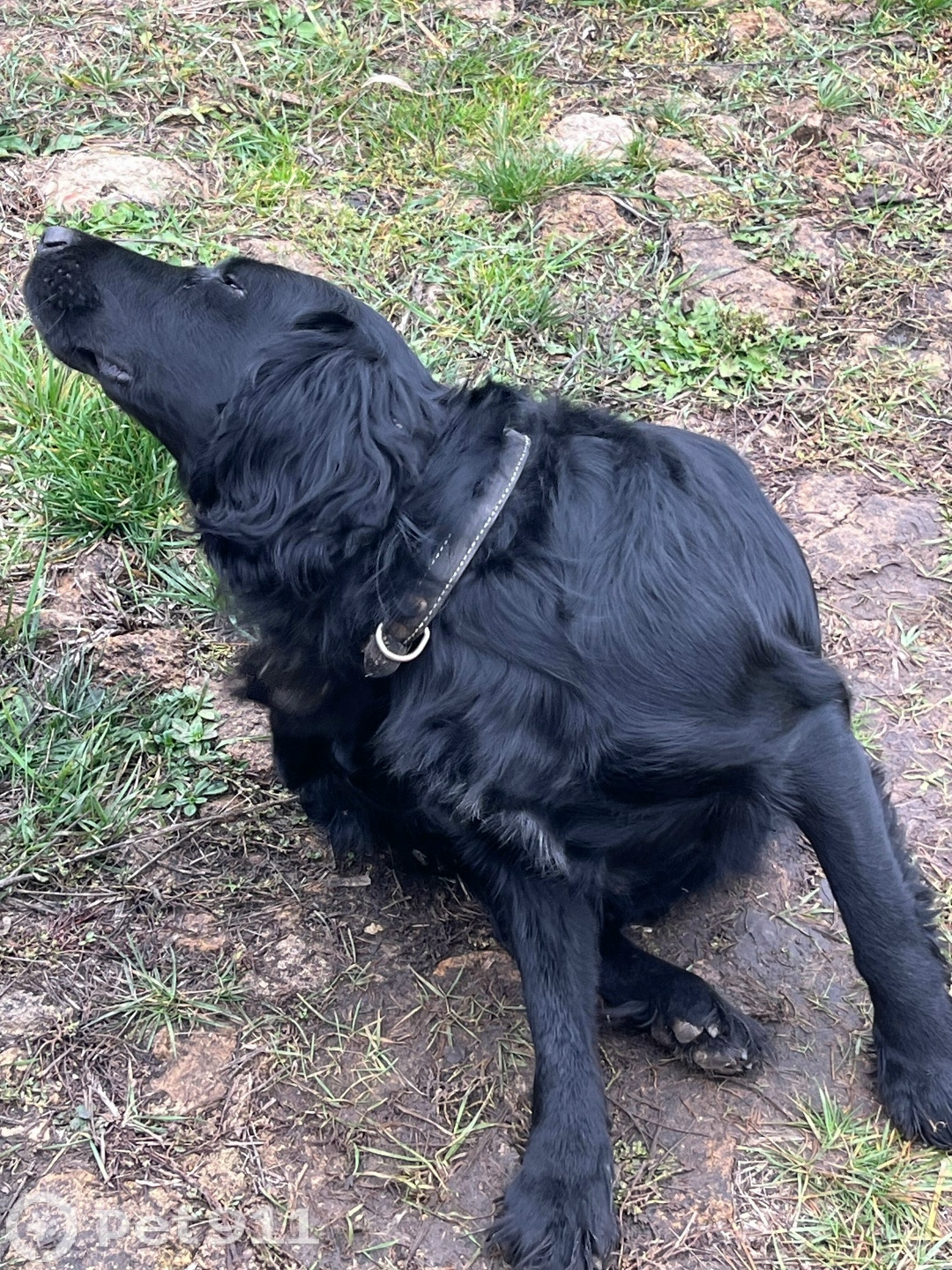 Найдена собака в Ставрополе — фото объявления