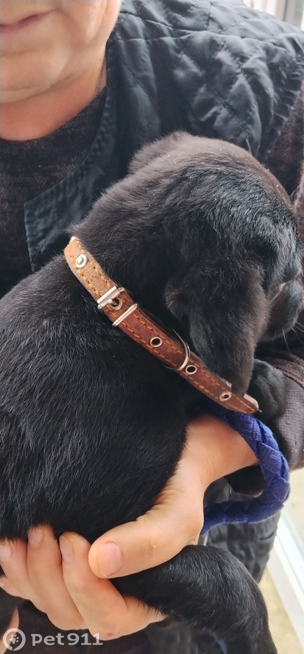 Найдена собака в Ставрополе — фото объявления