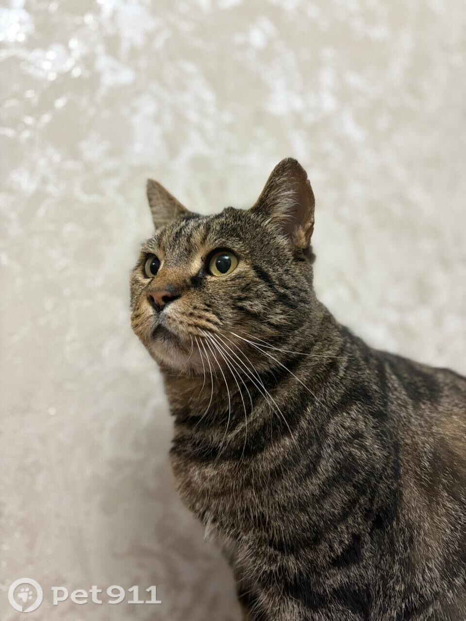 Пропала кошка в Ставрополе — фото объявления