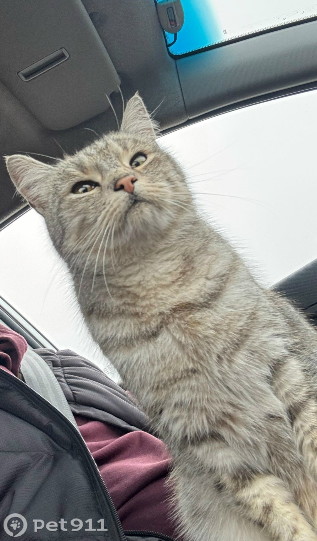 Пропала кошка в Ставрополе — фото объявления