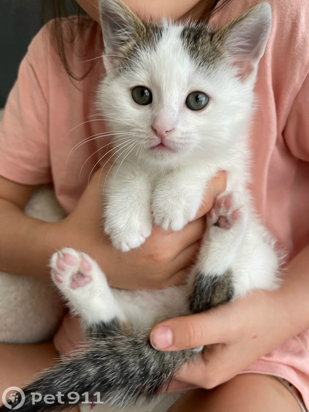 Найдена кошка в Ставрополе — фото объявления